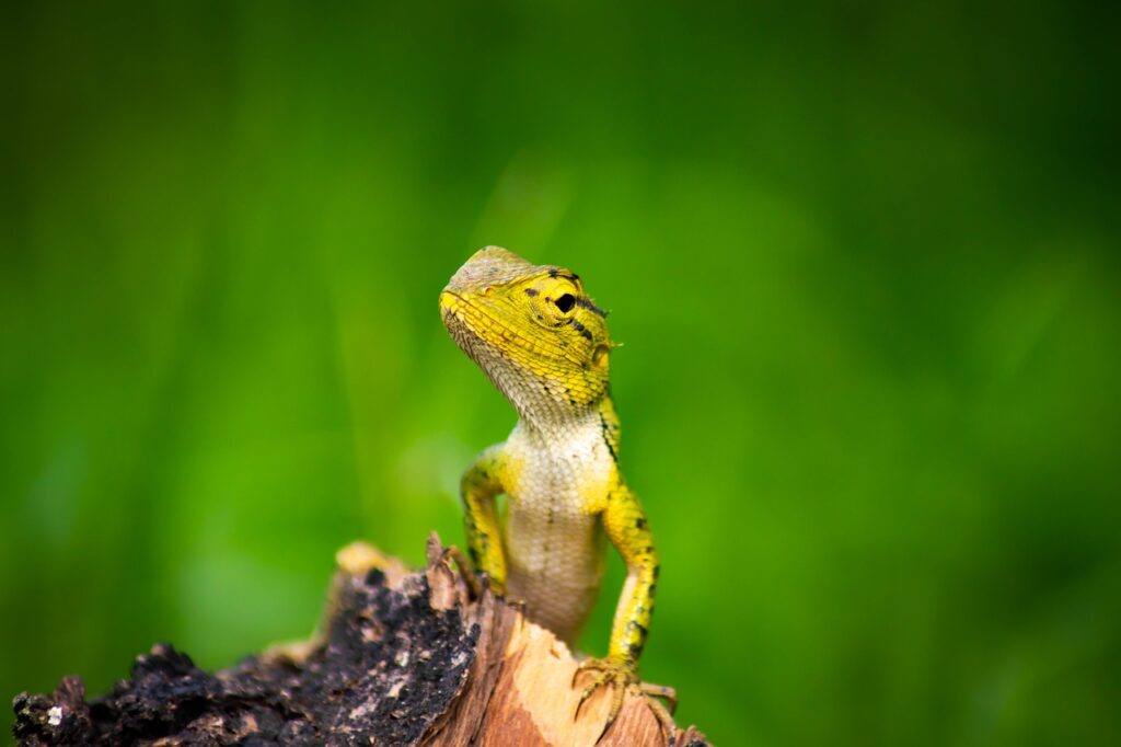 Chameleon sitting on a rock changing colour to adapt to a green background